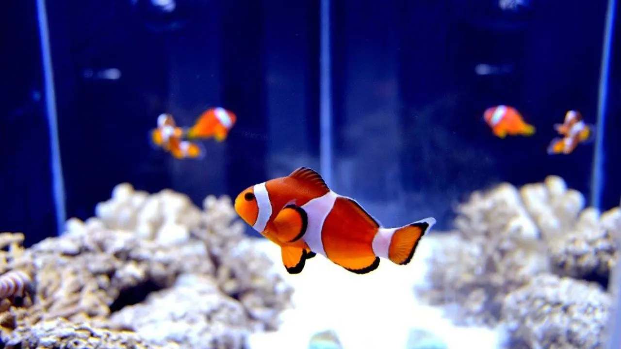 Clownfish