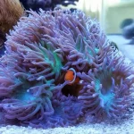 How To Reduce Clownfish Aggression?