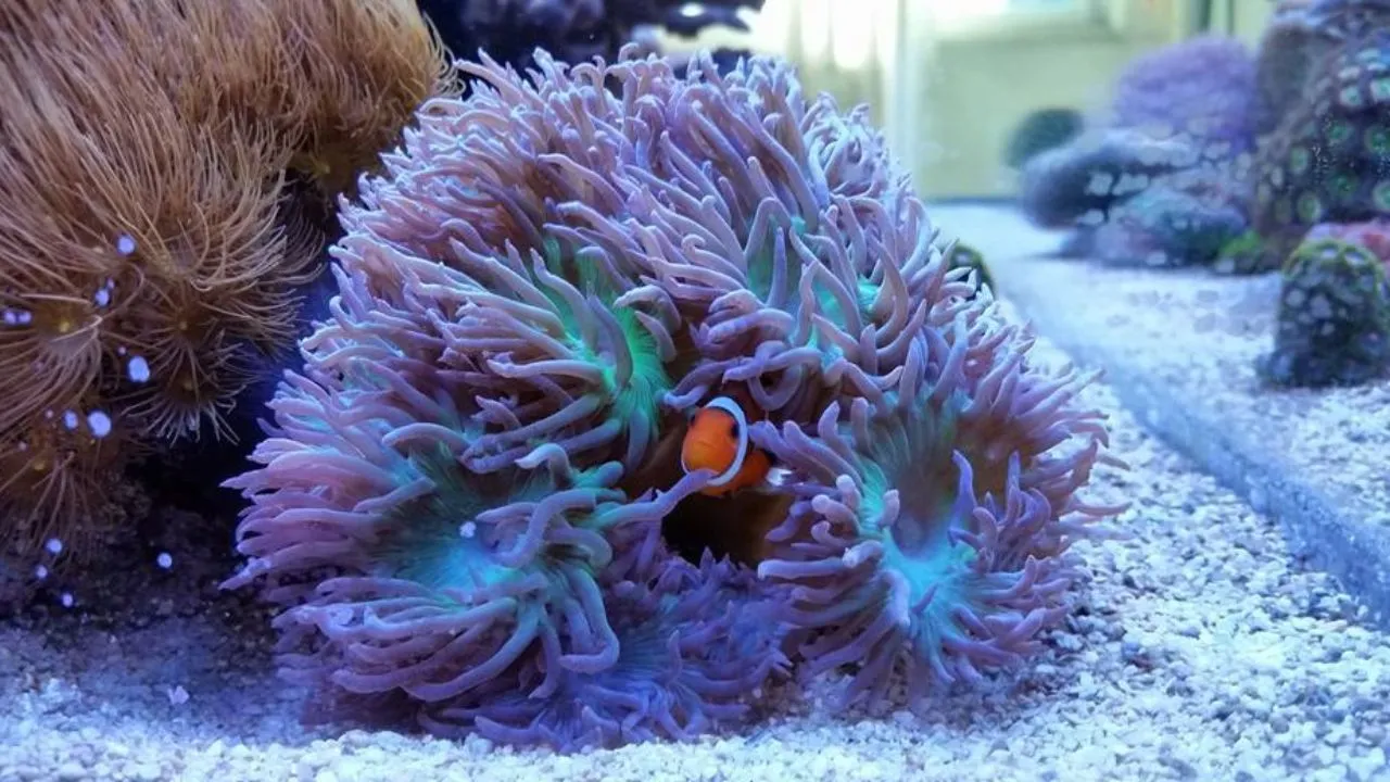 How To Reduce Clownfish Aggression?