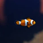 How To Tell If A Clownfish Is Pregnant?