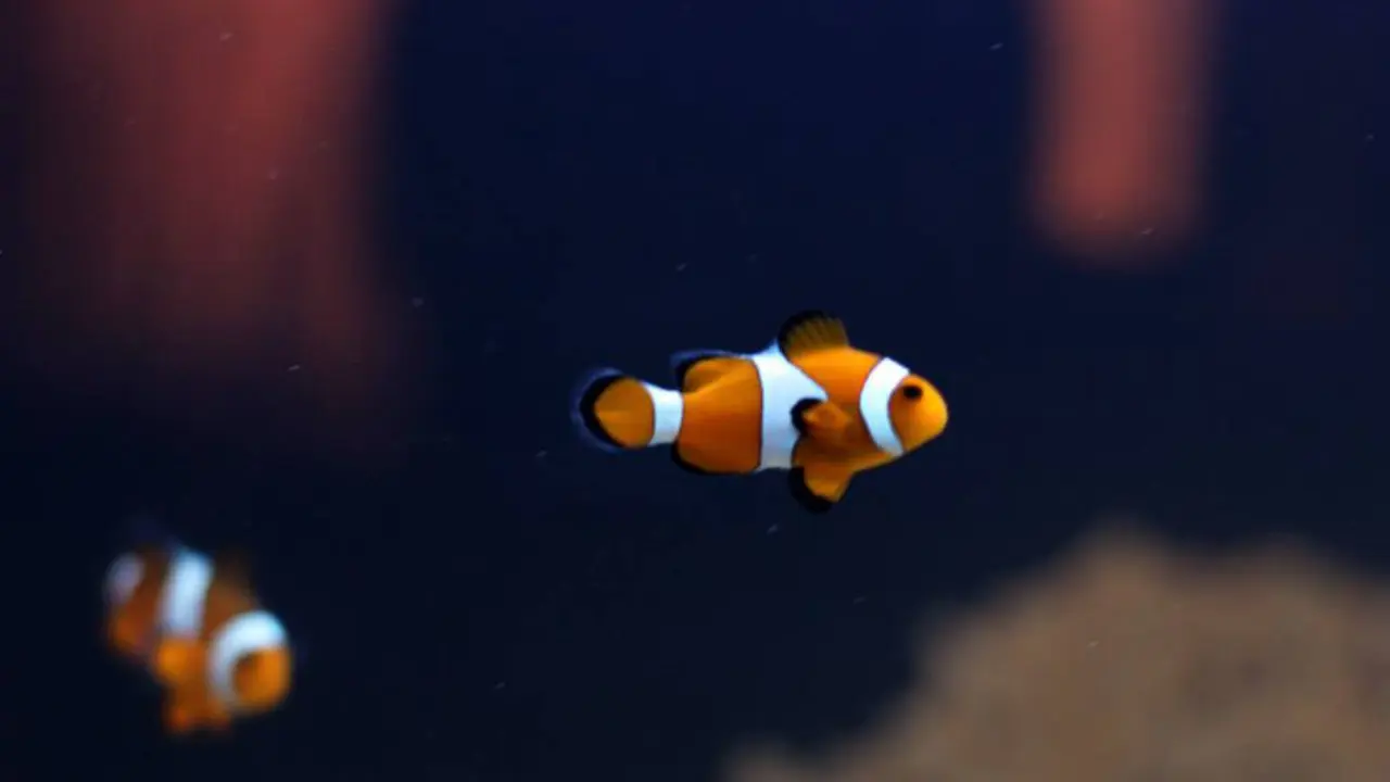 How To Tell If A Clownfish Is Pregnant