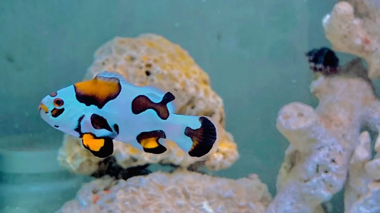 How To Get Clownfish To Host Anemone? (9 Easy-to-Follow Tips)