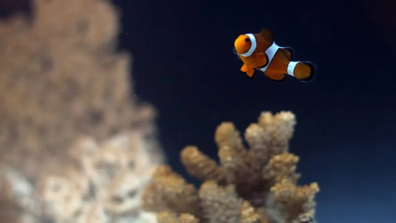 What Size Tank Do Clownfish Need