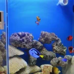 8 Benefits Of Wavemaker For Clownfish