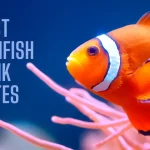 Discover The 13 Best Clownfish Tank Mates For Your Aquarium