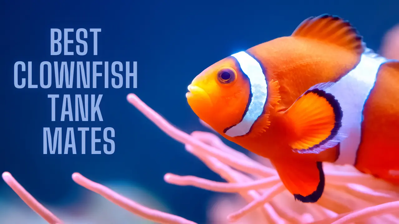 Discover The 13 Best Clownfish Tank Mates For Your Aquarium